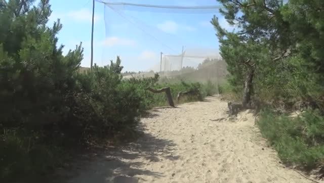 Орнитологическая станция на Куршской косе смотреть онлайн