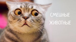 ПРИКОЛЫ С КОТАМИ! САМЫЕ СМЕШНЫЕ ЖИВОТНЫЕ!