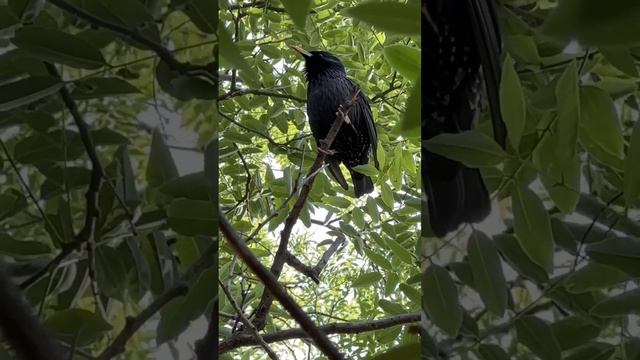 Скворец певец #крым #travel #природа #деревенскаяжизнь смотреть онлайн