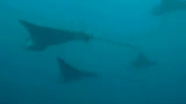 Close long video of Eagleray and Shark Wolf Island Landslide Galapagos Dive 2 I 20100910.AVI