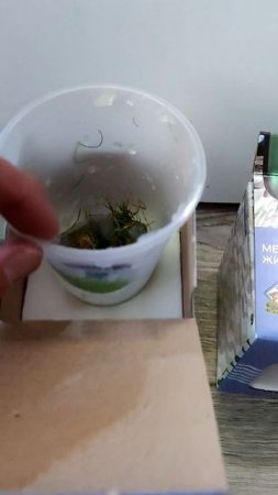 Пришли меристемные аквариумные растения. Скоро полное видео