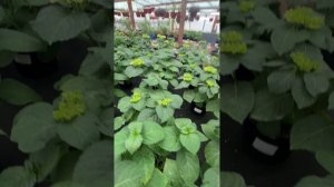 15-02 выгонка гортензии к 8 марта