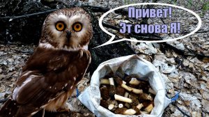 Сбор сморчков в Самарской области Закрыл сезон сморчков