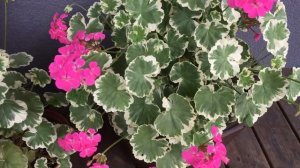 Madame Salleron ir Frank Headly, terasos papuošimas.