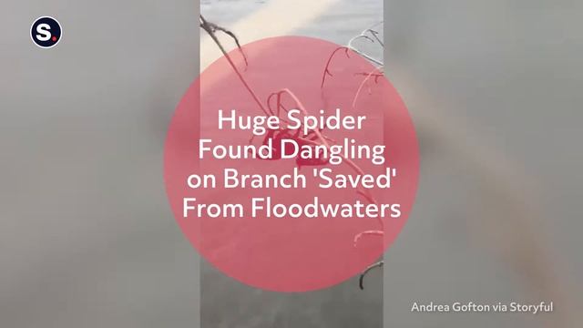 Top 10 Scariest Spiders смотреть онлайн