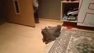 Как Приучить кошку к когтеточке!!!!