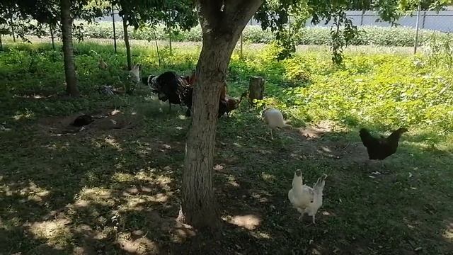 #КРОЛИК#КУРЫ#ИНДЮКИ#ДОМ В ДЕРЕВНЕ# смотреть онлайн