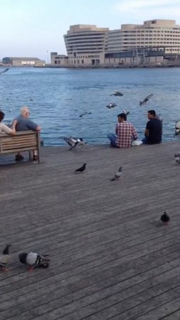 Seagull attempts to eat a pigeon