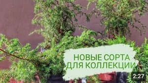 НОВЫЕ СОРТА МОЖЖЕВЕЛЬНИКОВ В МОЕЙ КОЛЛЕКЦИИ. 23.08.2023г.