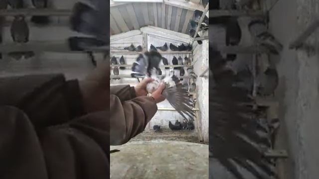 голуби.моего.друга.Евгения.Липецкая.обл смотреть онлайн