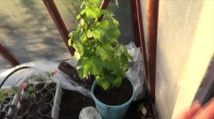 26 05 2021г на даче Для тыквы почва. Новая мясорубка неудачная.