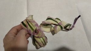 Каллизия Конгеста Вариегатная.