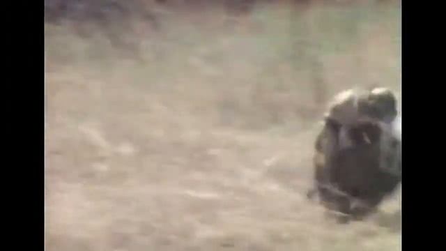 Обезьяны сбегают на кабане смотреть онлайн