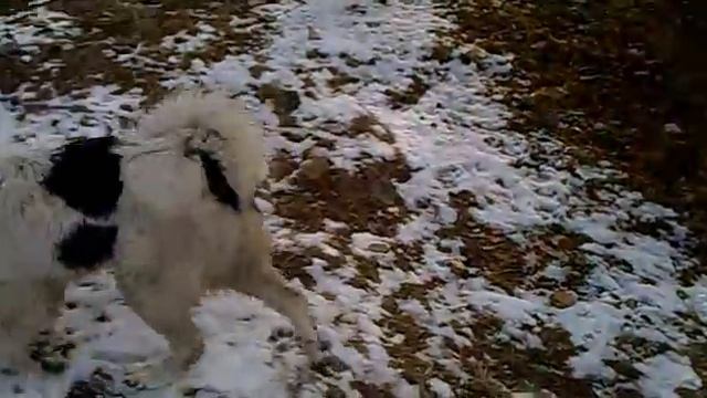 Karakachanki Tara & Bella.mp4 смотреть онлайн