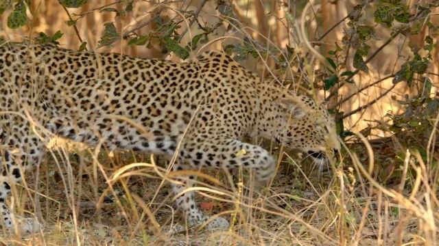Leopard Hates Squirrel Alarm Call | Predator Perspective | Love Nature смотреть онлайн