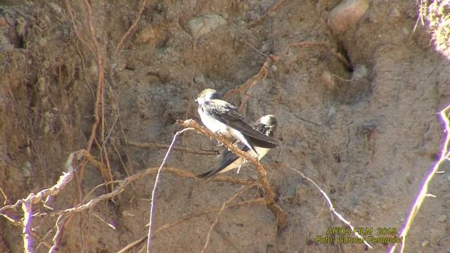 BACKSVALA Common Sand Martin (Riparia riparia) Klipp - 1586 смотреть онлайн