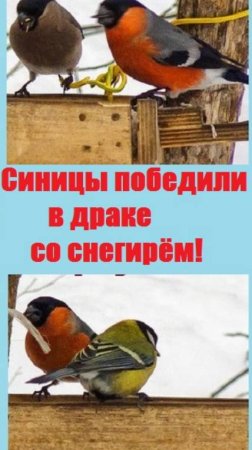 Синички победили в драке снегиря и прогнали его с кормушки!