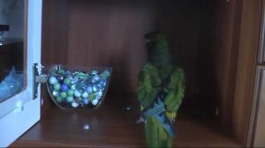 патагонский попугай Патап говорит