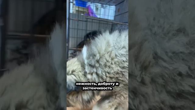 Крошечное чудо, найденное на обочине | Старк