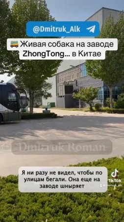 🚌 Живая собака на заводе ZhongTong… в Китае