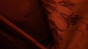 зимовка пчел в омшанике 20 02