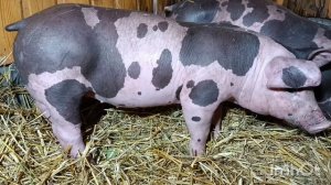 поросята пьетрен