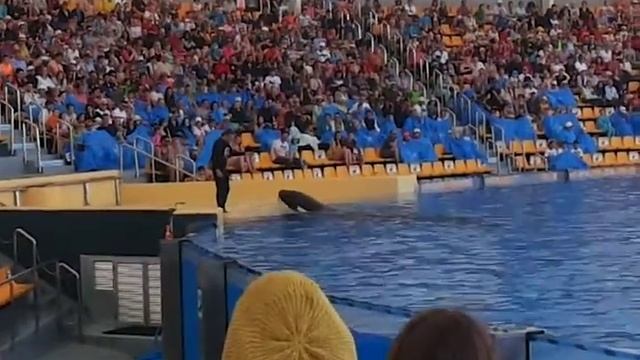 лоро парк касатки.Тенерифе смотреть онлайн