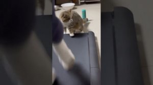 подборка смешных видео с котиками
