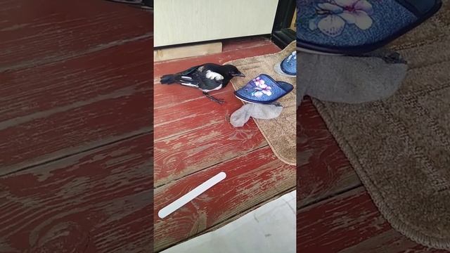 Сорока Миша сам начал кушать смотреть онлайн