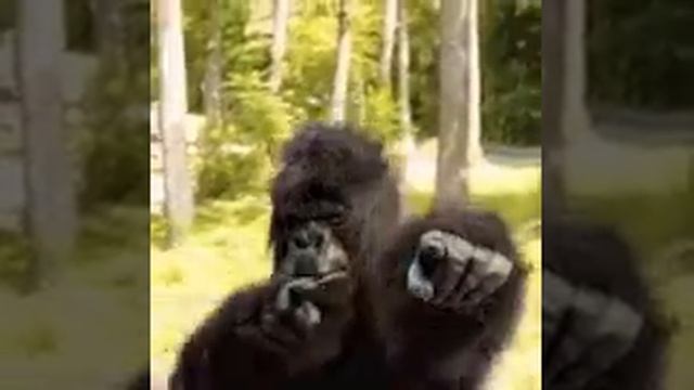 Обезьянка смотреть онлайн