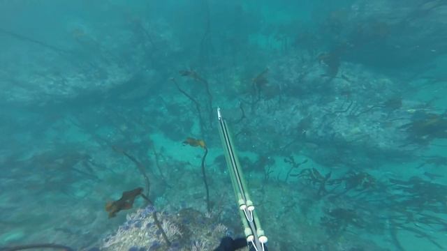 Spearfishing Sonoma 3 12 15 смотреть онлайн