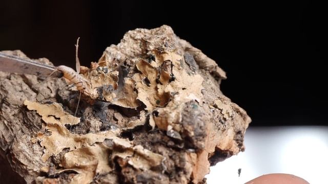 Avicularia purpuea, Typhochlaena seladonia, I ten STRASZNY🕷 🕸 Ptasznikowe przeprowadzki смотреть онлайн