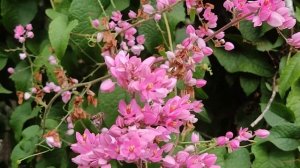 Antigonon leptopus - Honey Plant, "Friend Of Beekeepers"! TAMIL