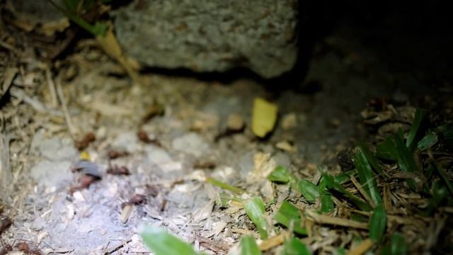 Short video of Acromyrmex octospinosus (Fourmi Manioc) in my garden. смотреть онлайн