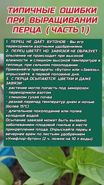 Ошибки в Выращивании Перца ( Часть 1) #перец #рассада #огород #полезныесоветы #shortvideo #реки смотреть онлайн