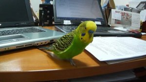 Говорящий попугай Петруша (2013)