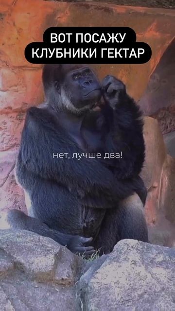 Мысли начинающего фермера, когда прочитал, что Азия дает 2 кг с куста! #жиза #клубника #фермер
