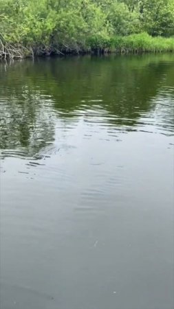Поймал симу, редкую красную рыбу