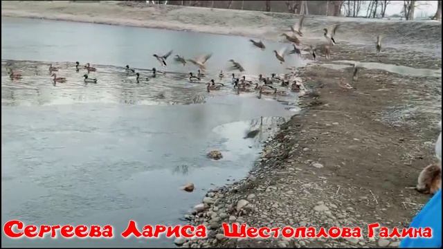 Птичий базар на "Чистых прудах" смотреть онлайн