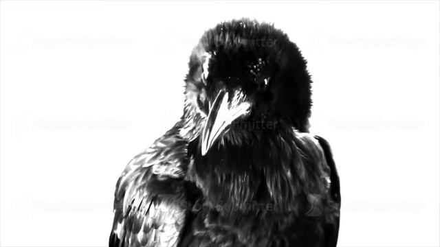 Black Raven. Macro смотреть онлайн