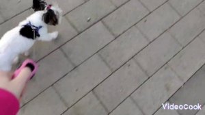 ОГРОМНАЯ прогулка с собакой Никой!| Ника сбежала?!?!| @pets-xn6qc