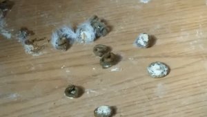 Качество помета как показатель здоровья голубей