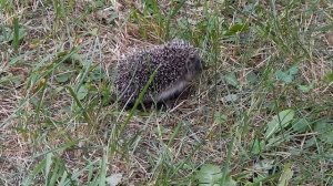 Маленький їжачок / Little Hedgehog
