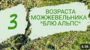 КАК ВЫГЛЯДИТ МОЖЖЕВЕЛЬНИК "БЛЮ АЛЬПС" В РАЗНОМ ВОЗРАСТЕ. 1.10.2023г.