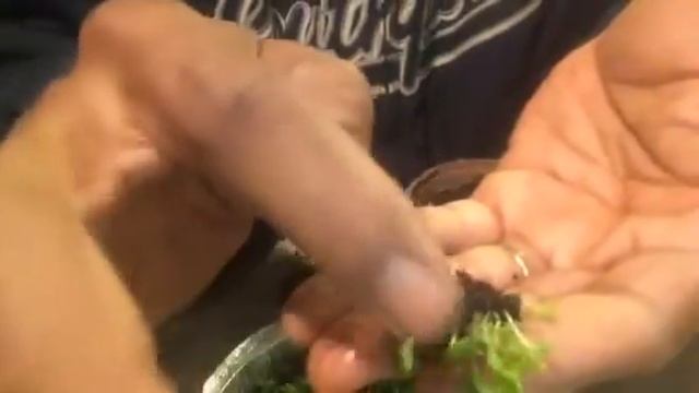 Petunia potting out смотреть онлайн