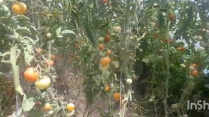 хосили 2 чинаки  помидор