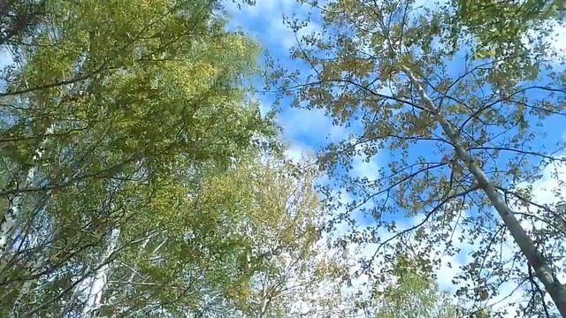 Лес #видео #прогулка #прогулкавлесу #весна2024 #растения #березы #берёза