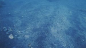 Рыба-игла 🐟встречается в черном море, в зарослях водорослей и на песке на глубине 5–12 метров