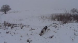 В поисках зверя, охота на лисицу в феврале 2025г.