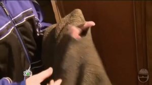 Следствие развели RYTP #6